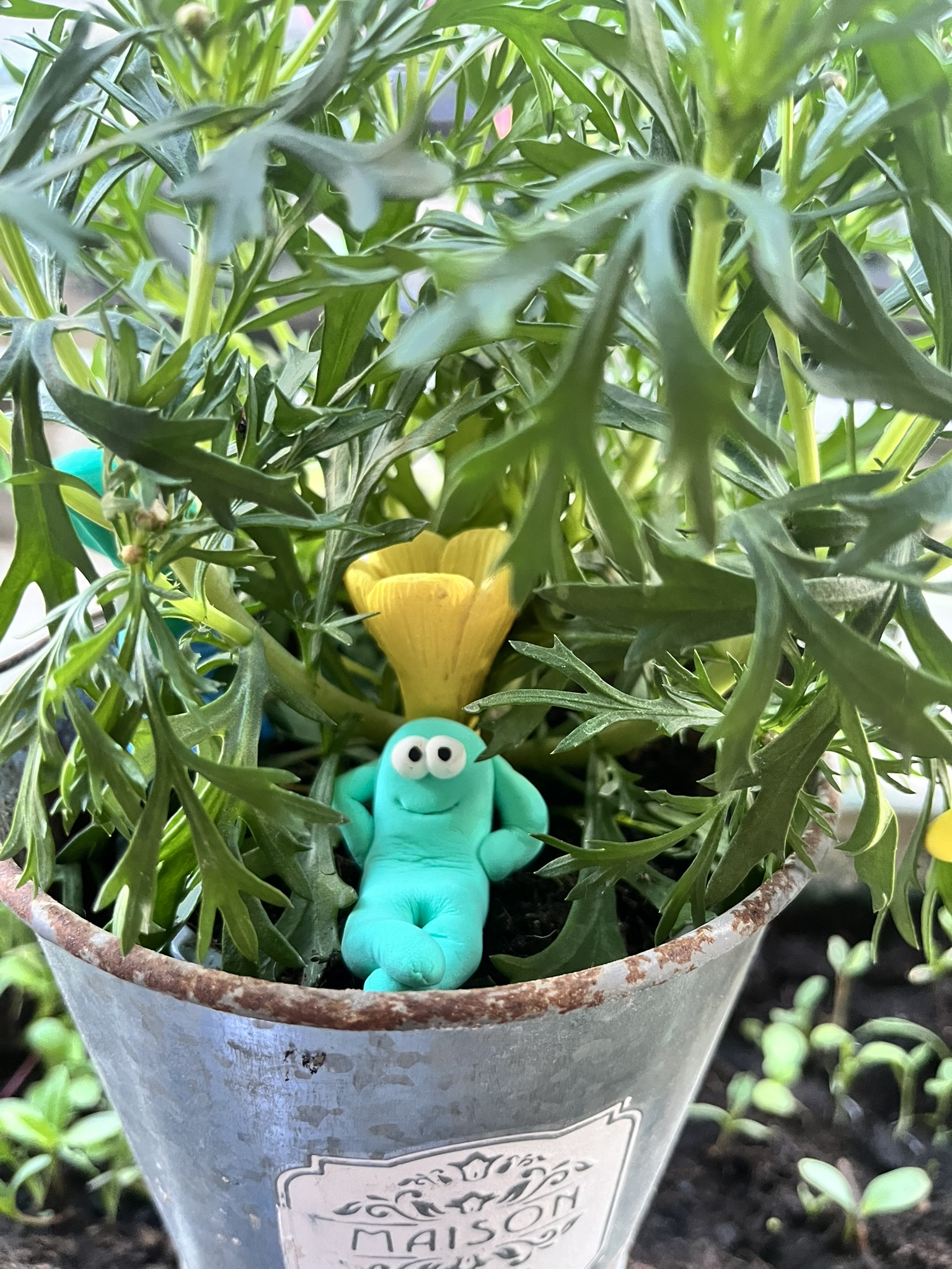 Türkiser Squig sitzt in Zinktopf mit Blume